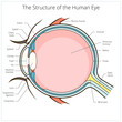 Human eye structure scheme vector