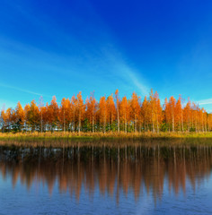 Wall Mural - Grove of birch trees reflected in lake