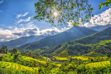 Wall Mural - Sun star plateau early in Sapa, Lao Cai, Vietnam with golden sunlight through the canopy creating permissive ray shining down beautifully terraced mountain