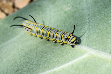 Poster - Plain Tiger caterpillar Scientific Name: Danaus chrysippus chrys