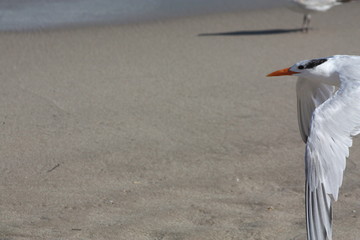 Canvas Print - a royal tern out in nature