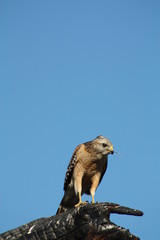 Sticker - a red-tailed hawk up on a tree