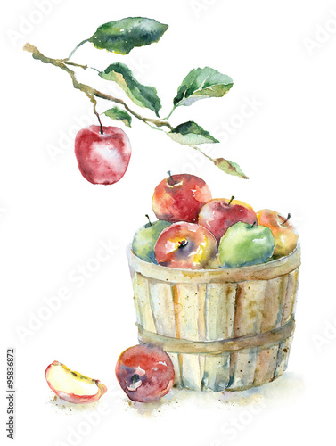 Obraz w ramie Watercolor apples in the basket and on the branch