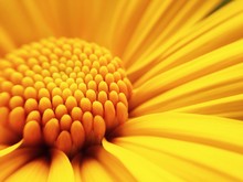 Macro Shot Of Maxican Sunflower 