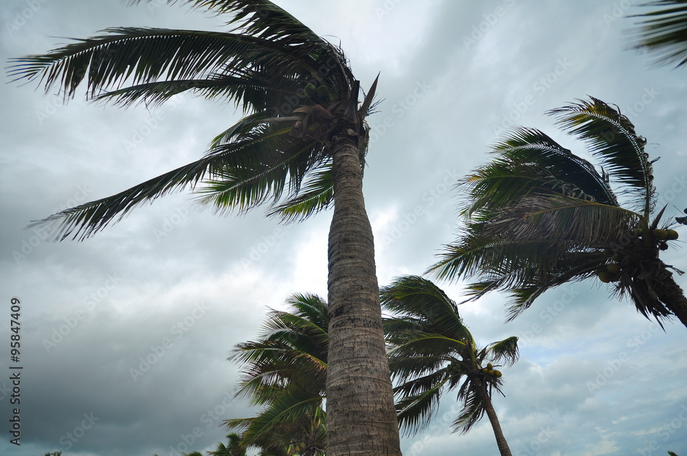 palms at hurricane - obrazy, fototapety, plakaty 