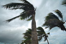 Palms At Hurricane