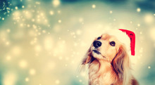 Dachshund Dog Wearing Santa Hat