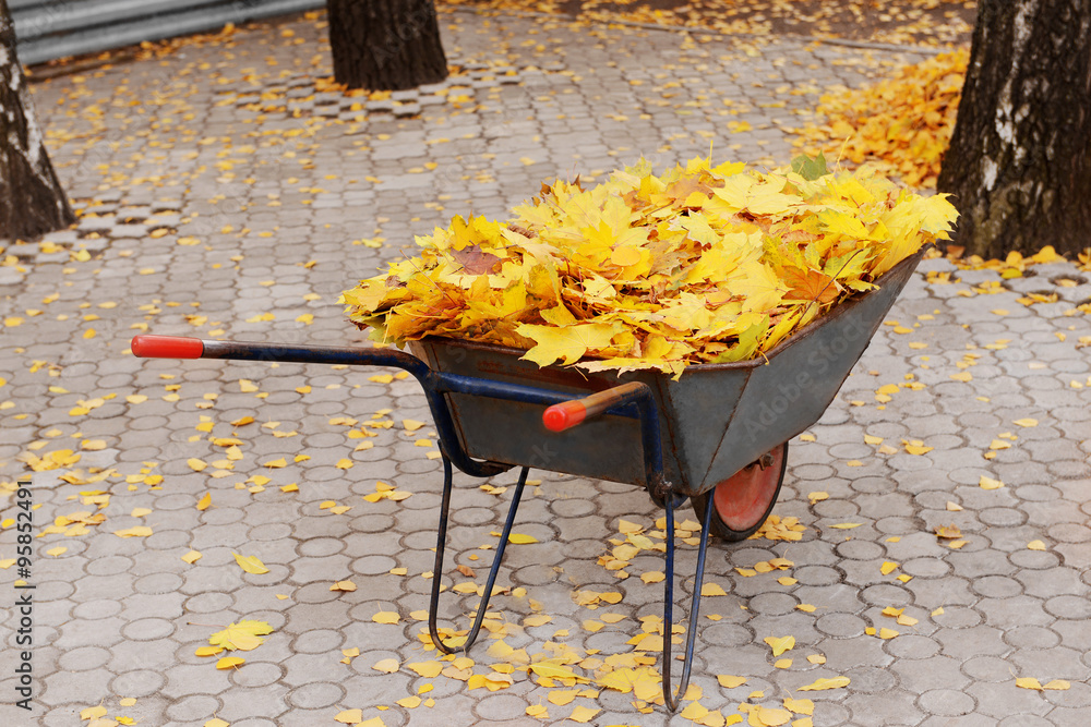 The wheelbarrow full of a maple leaves outside