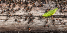 Colony Of Red Wood Ants Fighting Over A Green Leaf