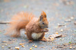 Red squirrel feeding on nuts