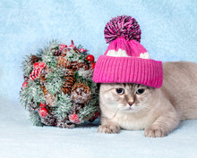 Cat Wearing Cap With Pompom Lying Next To Christmas Kissing Bough On Blue Blanket
