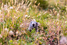 Marmotta In Montagna