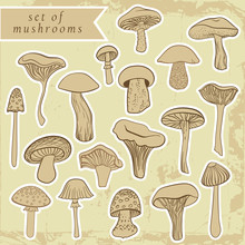 Vintage Set Of Different Hand Drawn Mushrooms In Pastel Tones