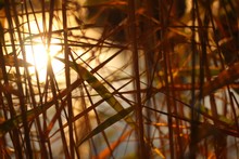 The Sun Shining Through The Reeds At The Pond
