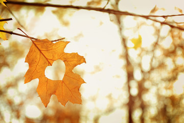 Wall Mural - Autumn leaf with heart, outdoors