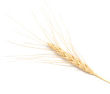 Fototapeta Maki - ear of wheat on a white background
