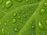 Fototapeta Na drzwi - Feuchtigkeit - frische Regentropfen auf grünem Blatt