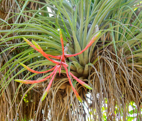 Canvas Print - tillandsia plant