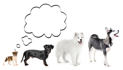 Wall Mural - Dogs with empty cloud bubble above  head, isolated on white