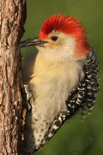 Naklejka ścienna Woodpecker on a tree trunk