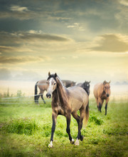 Herd Of Horses On Summer Pasture Over Beautiful Dawn Sky