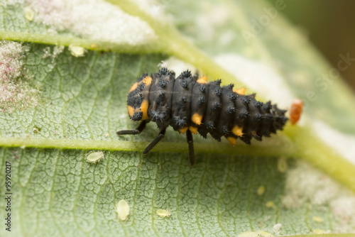 Fotografía Seven spot ladybug, Coccinella septempunctata larva and aphids on leaf