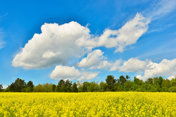 Wall Mural - Rape field