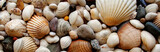 Fototapeta Młodzieżowe - Sea Shells Seashells Panorama - assorted shells / pebbles - back