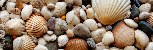 Cuadros en Lienzo Sea Shells Seashells Panorama - assorted shells / pebbles - back