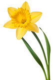 Fototapeta Desenie - yellow daffodil isolated