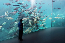 Man Moderator Standing By A Huge Glass Aquarium Full Of Fish