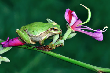 Wall Mural - Treefrog