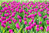 Fototapeta Tulipany - Many pink tulips