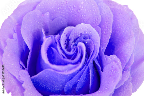 Naklejka na szybę purple rose isolated