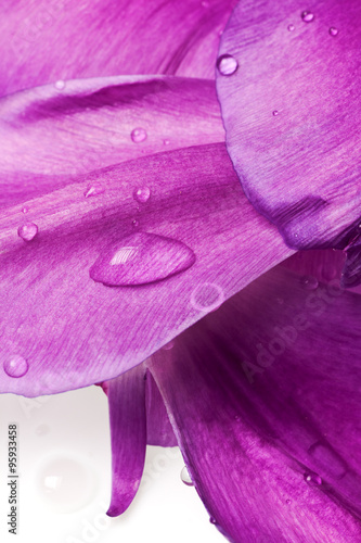 Naklejka nad blat kuchenny purple tulip petals isolated
