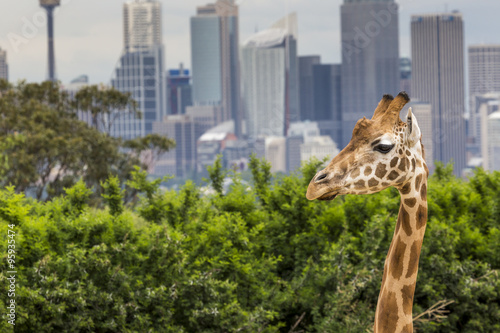 Fotografia SYDNEY, AUSTRALIA - 27 grudnia 2015. Żyrafy w Taronga Zoo w