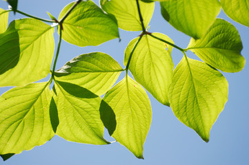 green leaves background