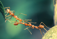 Ant Bridge Unity