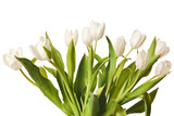 Fototapeta Tulipany - Spring Tulips in white