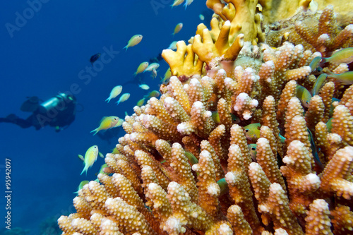 Obraz Dibond rafa koralowa z rybami chromis caerulea i nurkiem, pod wodą