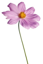 Pink Cosmos Daisy Isolated On White