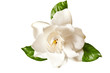White Gardenia Blossom Isolated