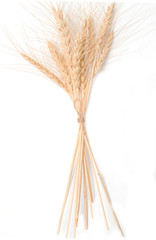 ears of wheat on a white background