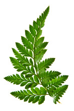 Green Fern Leaf Isolated