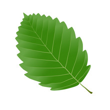 Alder Leaf