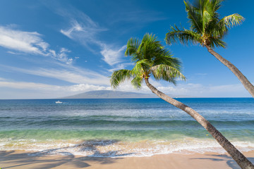 Wall Mural - Tropical beach with palm trees