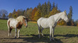 Pferde beim Sonnenbad in malerischer herbstlicher Landschaft