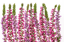 Common Heathers In A Row On A White Background