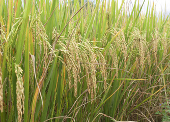 rice field