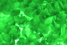 Abstract Background Of The Green Hydrangea Flowers With  Fluores